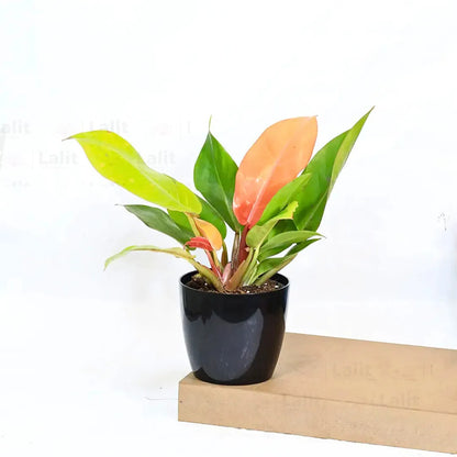 Buy Philodendron ‘Prince of Orange’ - Plant Online at Lalitenterprise