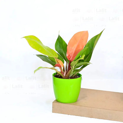 Buy Philodendron ‘Prince of Orange’ - Plant Online at Lalitenterprise