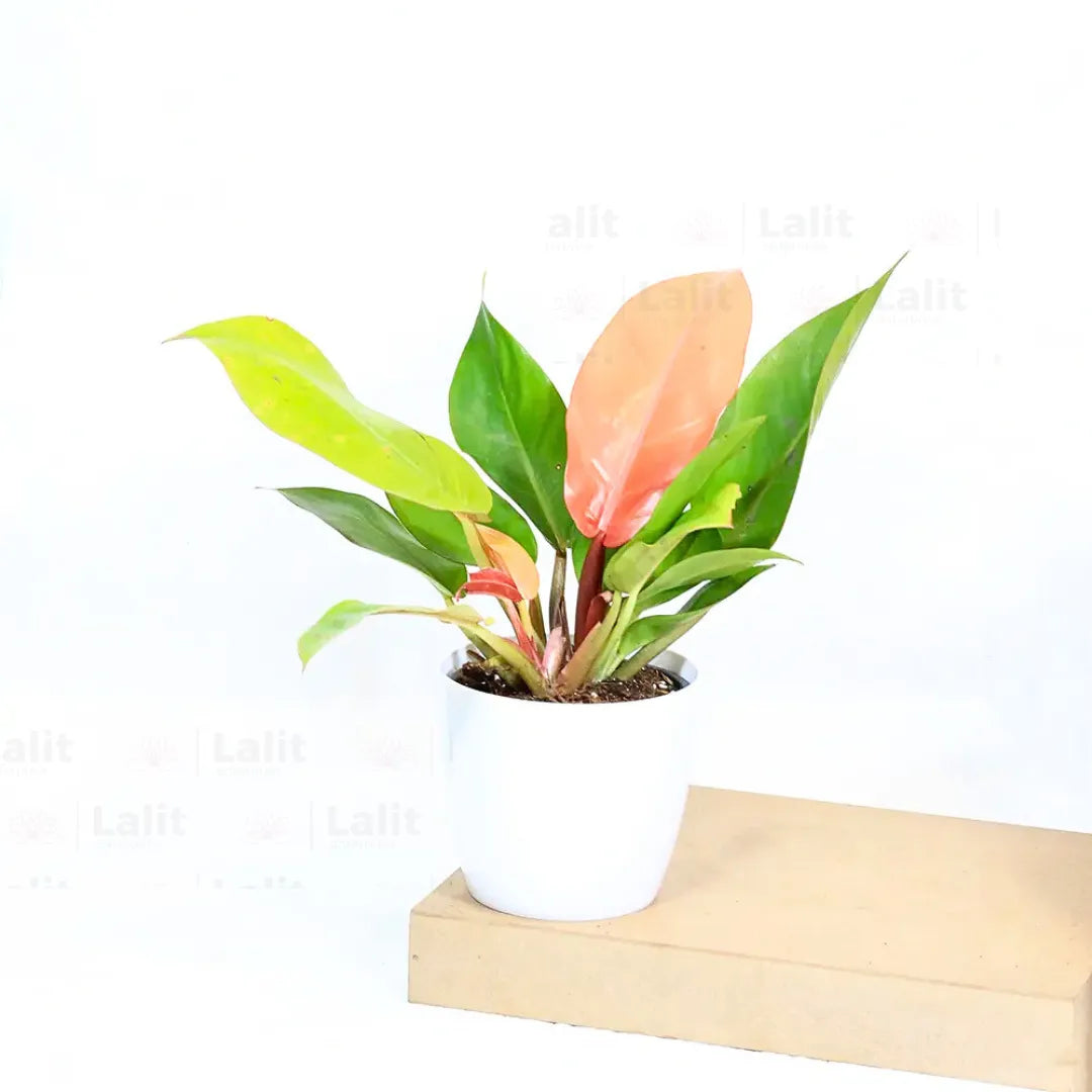 Buy Philodendron ‘Prince of Orange’ - Plant Online at Lalitenterprise