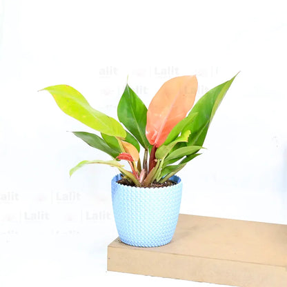 Buy Philodendron ‘Prince of Orange’ - Plant Online at Lalitenterprise