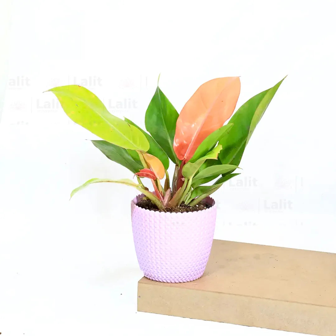 Buy Philodendron ‘Prince of Orange’ - Plant Online at Lalitenterprise