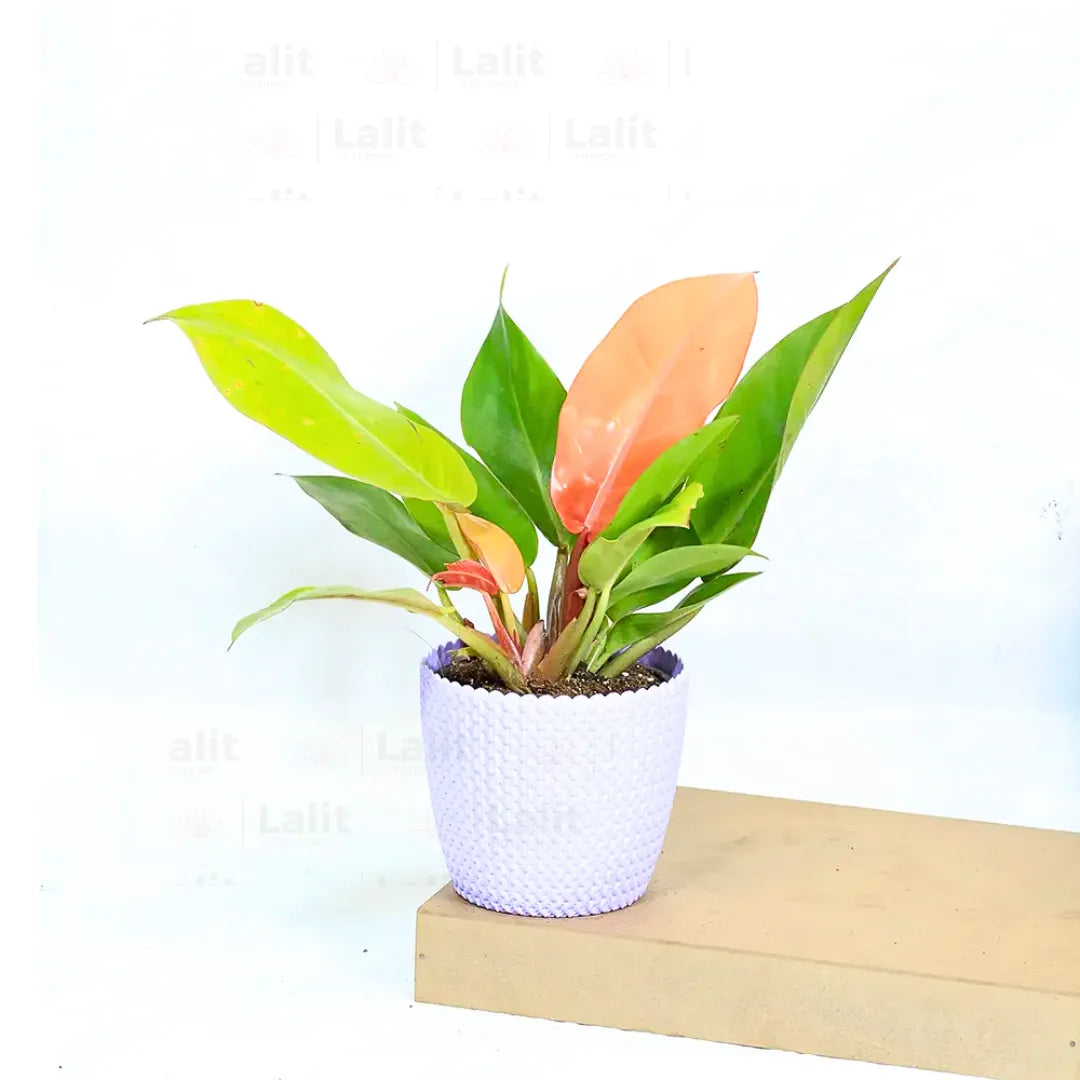 Buy Philodendron ‘Prince of Orange’ - Plant Online at Lalitenterprise