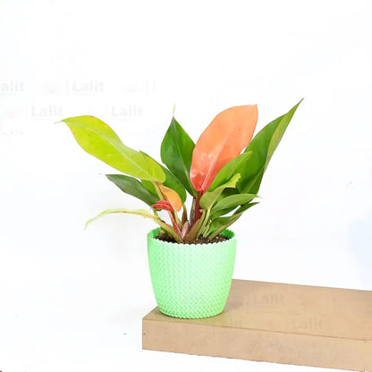 Buy Philodendron ‘Prince of Orange’ - Plant Online at Lalitenterprise