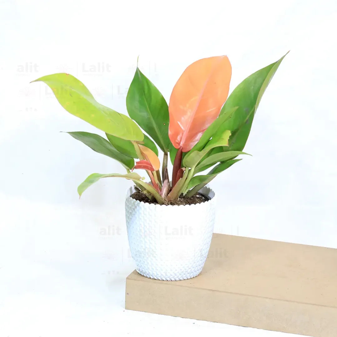 Buy Philodendron ‘Prince of Orange’ - Plant Online at Lalitenterprise