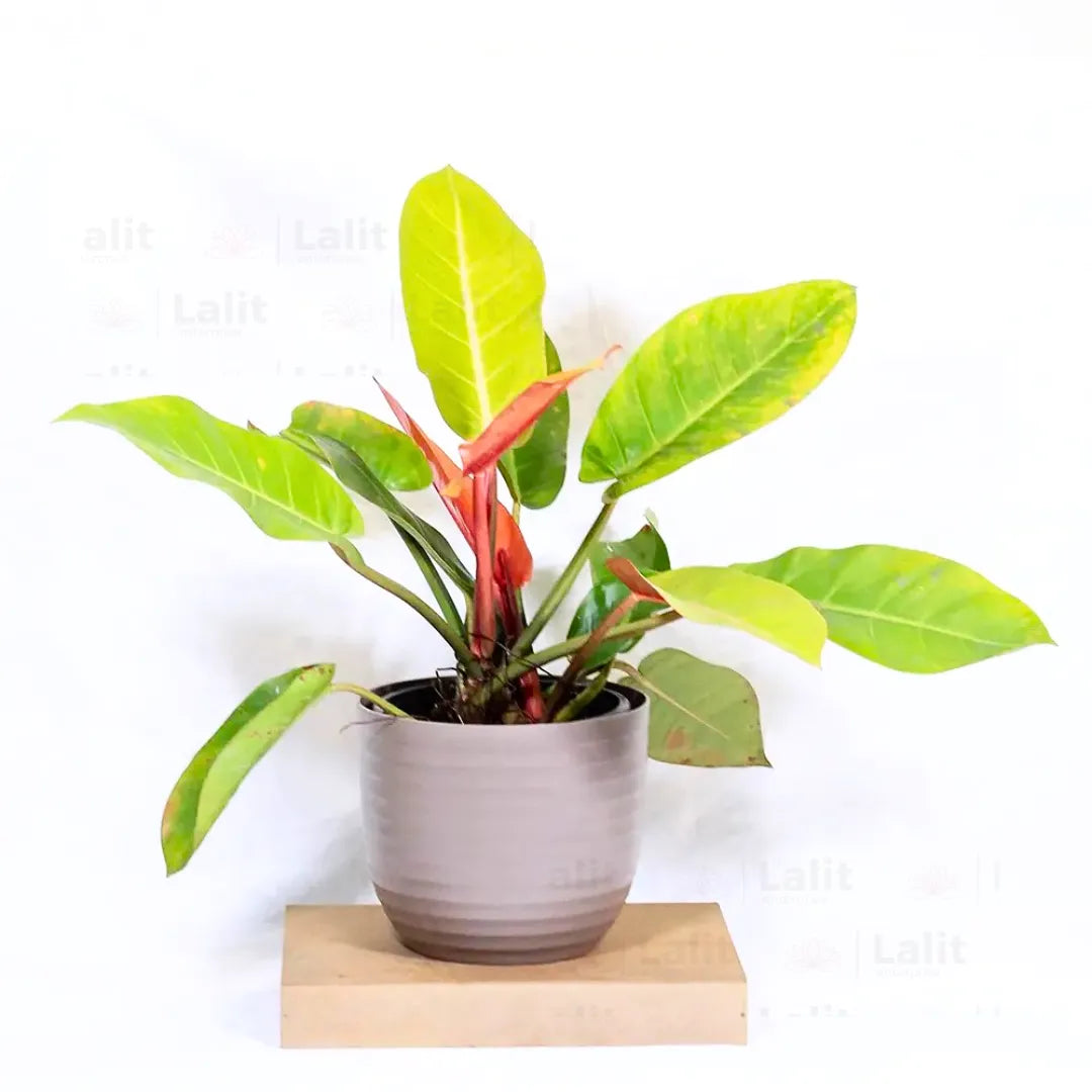 Buy Philodendron ‘Prince of Orange’ - Plant Online at Lalitenterprise