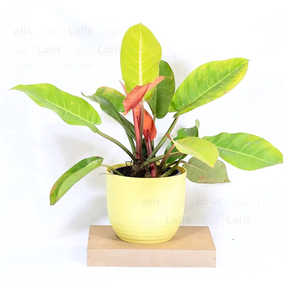 Buy Philodendron ‘Prince of Orange’ - Plant Online at Lalitenterprise