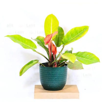 Buy Philodendron ‘Prince of Orange’ - Plant Online at Lalitenterprise