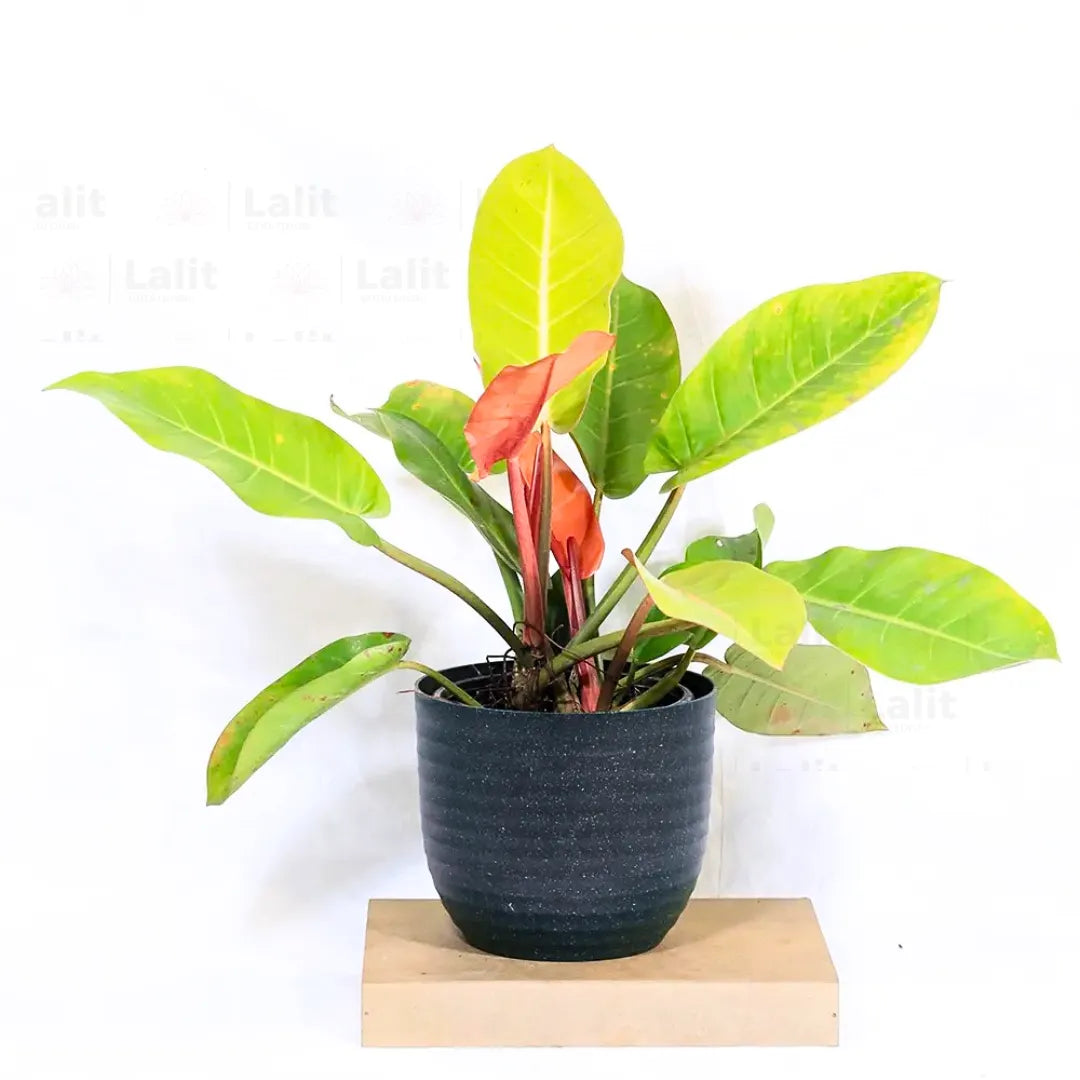 Buy Philodendron ‘Prince of Orange’ - Plant Online at Lalitenterprise