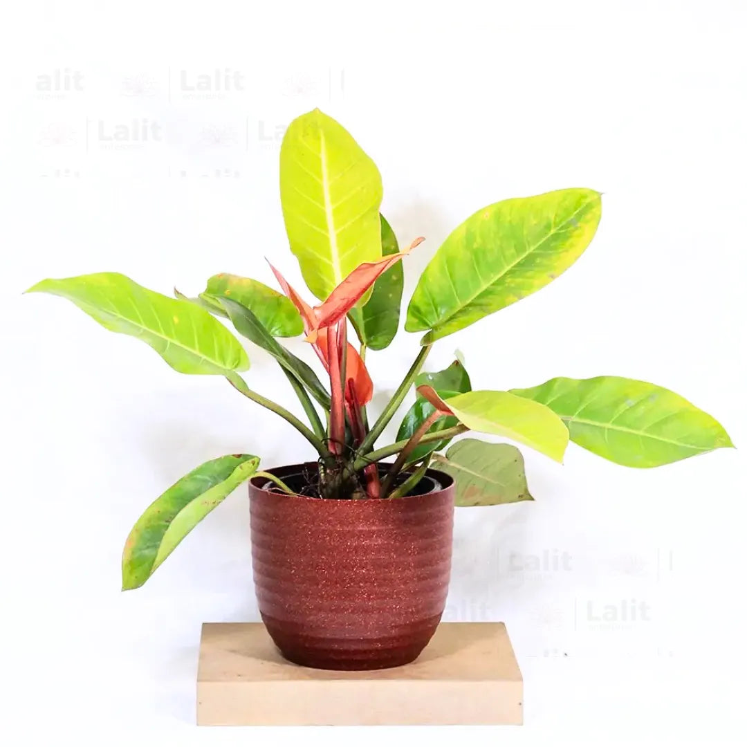 Buy Philodendron ‘Prince of Orange’ - Plant Online at Lalitenterprise