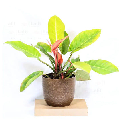 Buy Philodendron ‘Prince of Orange’ - Plant Online at Lalitenterprise