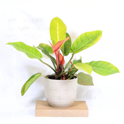 Buy Philodendron ‘Prince of Orange’ - Plant Online at Lalitenterprise