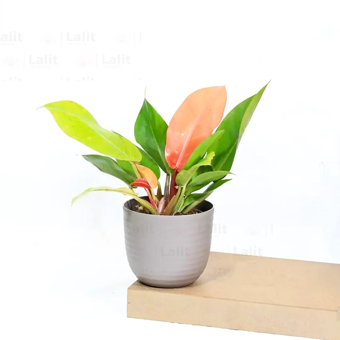 Buy Philodendron ‘Prince of Orange’ - Plant Online at Lalitenterprise