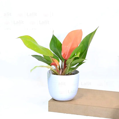 Buy Philodendron ‘Prince of Orange’ - Plant Online at Lalitenterprise