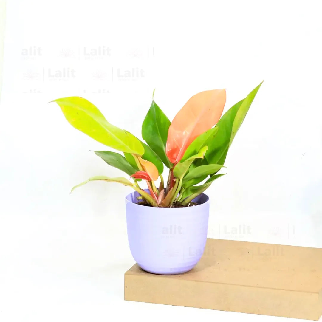 Buy Philodendron ‘Prince of Orange’ - Plant Online at Lalitenterprise