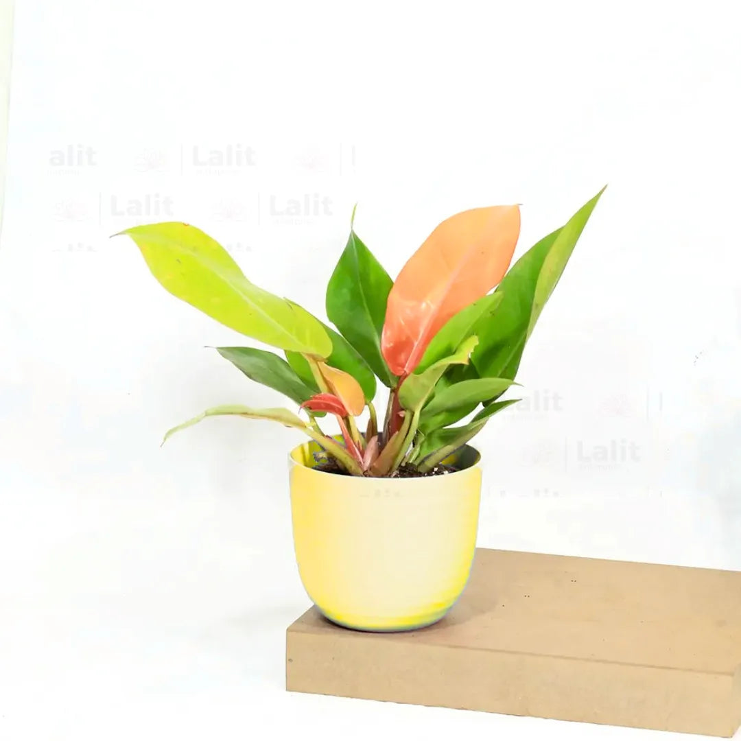 Buy Philodendron ‘Prince of Orange’ - Plant Online at Lalitenterprise