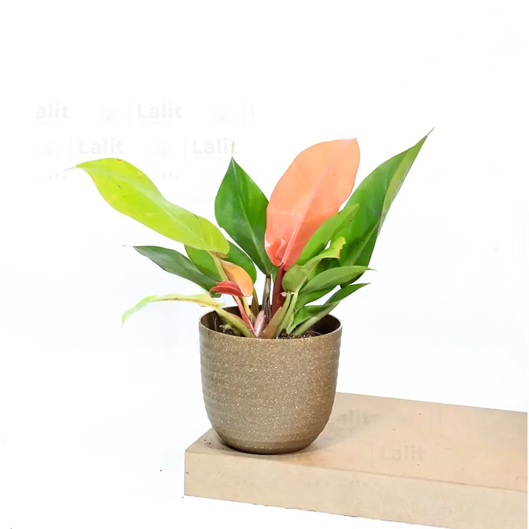 Buy Philodendron ‘Prince of Orange’ - Plant Online at Lalitenterprise