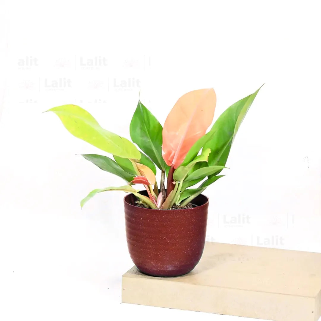 Buy Philodendron ‘Prince of Orange’ - Plant Online at Lalitenterprise