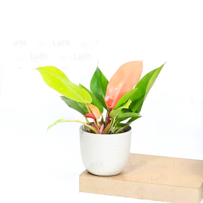 Buy Philodendron ‘Prince of Orange’ - Plant Online at Lalitenterprise