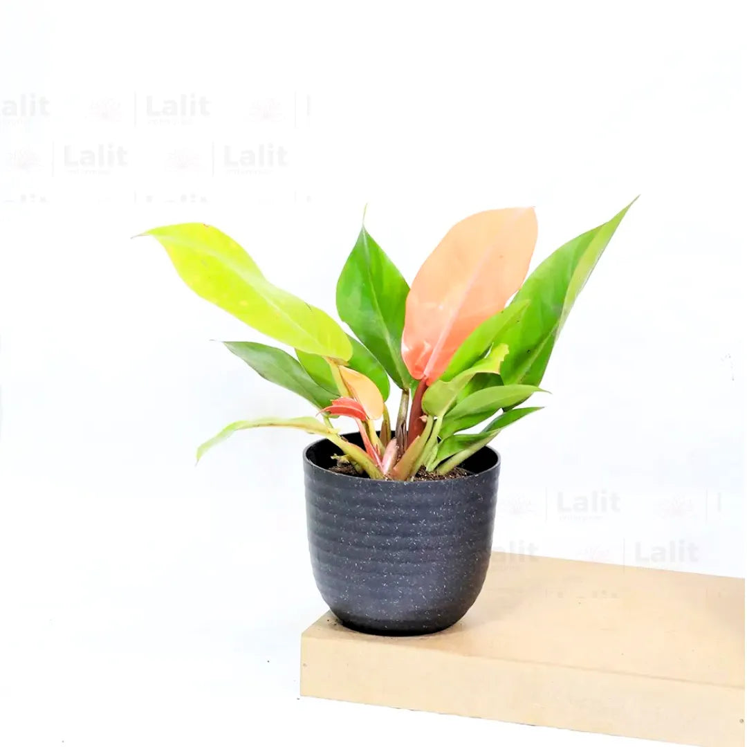 Buy Philodendron ‘Prince of Orange’ - Plant Online at Lalitenterprise