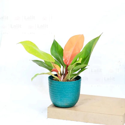 Buy Philodendron ‘Prince of Orange’ - Plant Online at Lalitenterprise