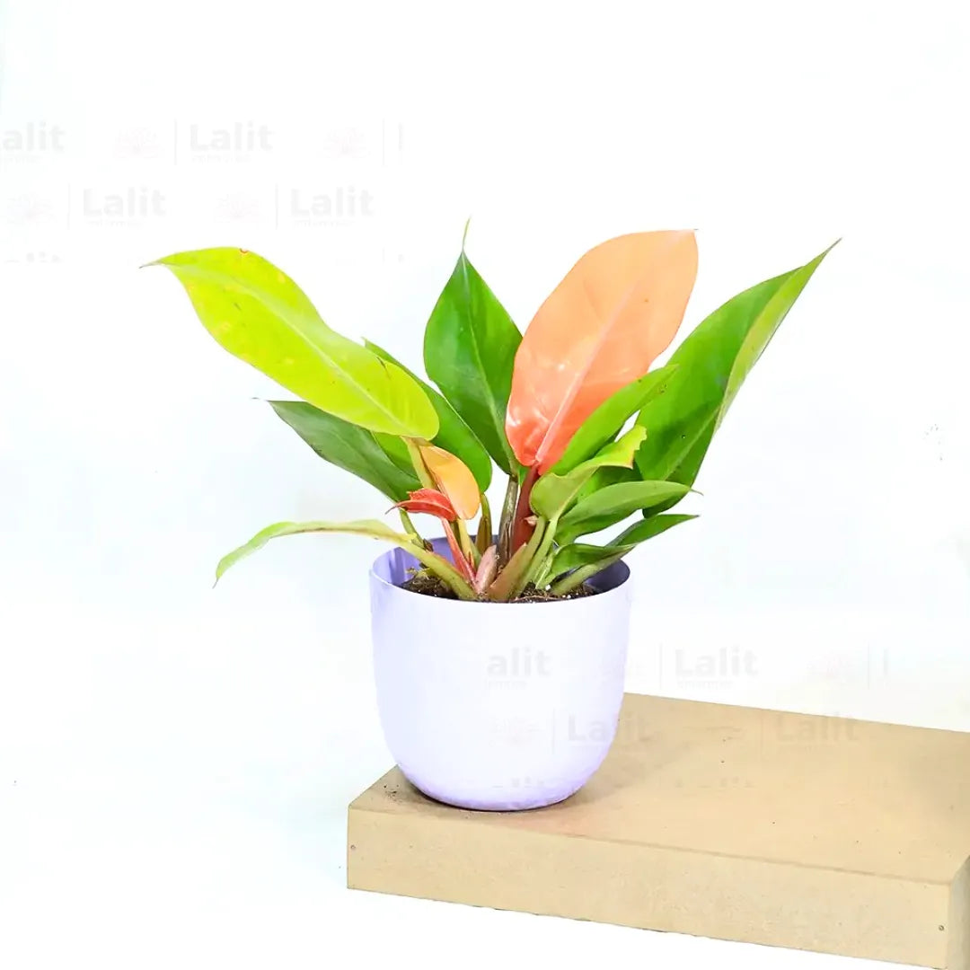 Buy Philodendron ‘Prince of Orange’ - Plant Online at Lalitenterprise