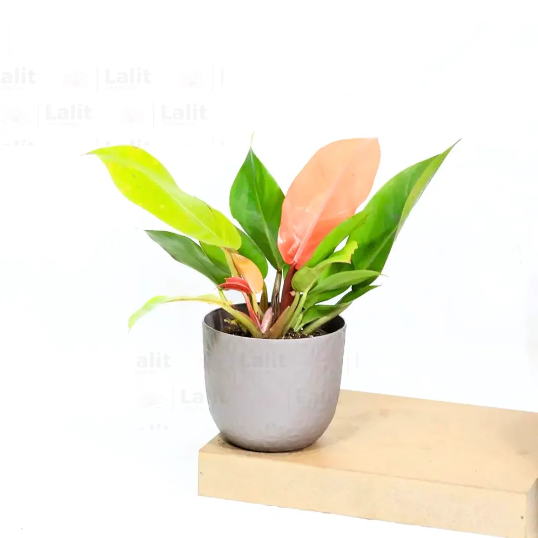 Buy Philodendron ‘Prince of Orange’ - Plant Online at Lalitenterprise