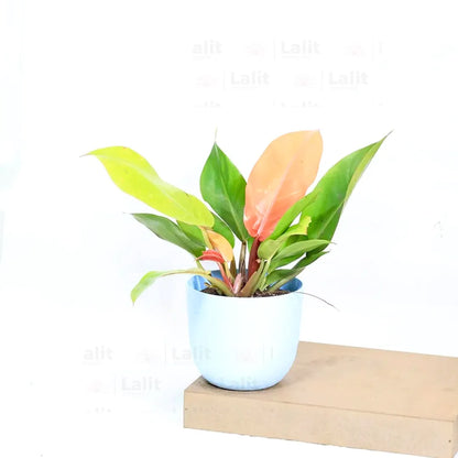 Buy Philodendron ‘Prince of Orange’ - Plant Online at Lalitenterprise