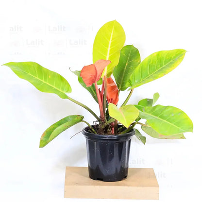 Buy Philodendron ‘Prince of Orange’ - Plant Online at Lalitenterprise