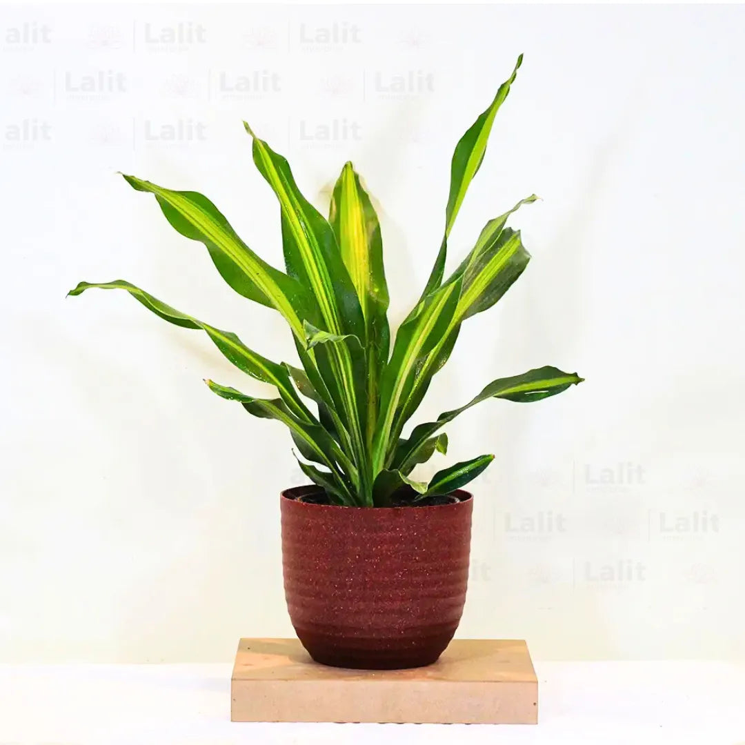 Buy Dracaena Dara Singh - Plant Online at Lalitenterprise