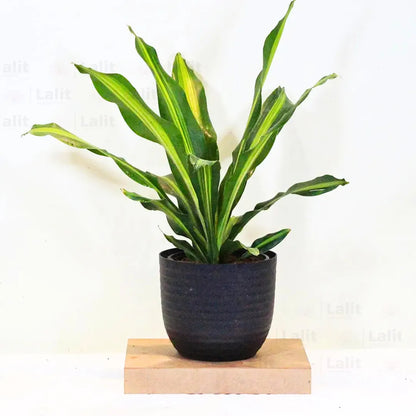 Buy Dracaena Dara Singh - Plant Online at Lalitenterprise