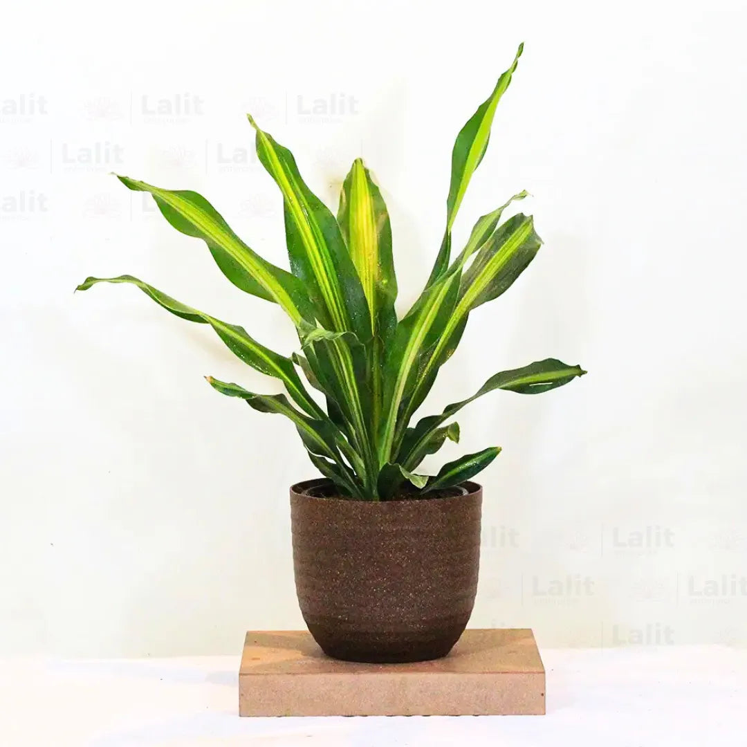 Buy Dracaena Dara Singh - Plant Online at Lalitenterprise