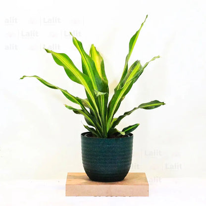 Buy Dracaena Dara Singh - Plant Online at Lalitenterprise