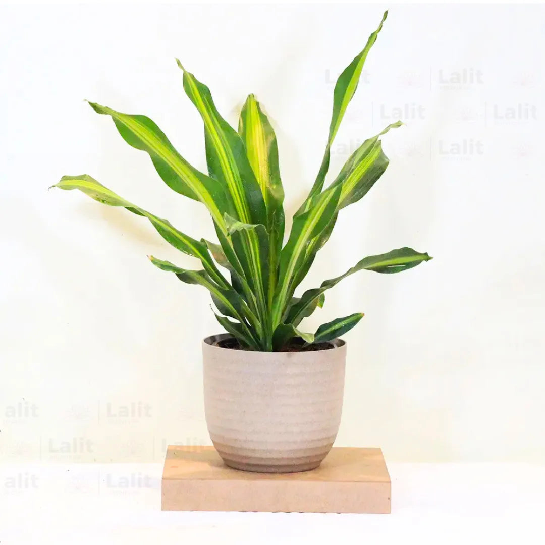 Buy Dracaena Dara Singh - Plant Online at Lalitenterprise