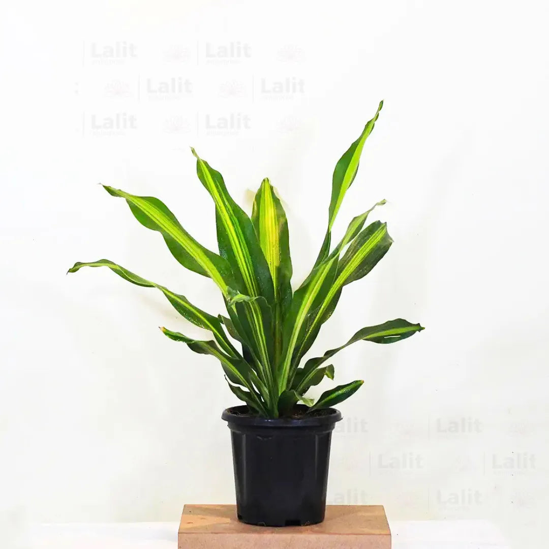 Buy Dracaena Dara Singh - Plant Online at Lalitenterprise