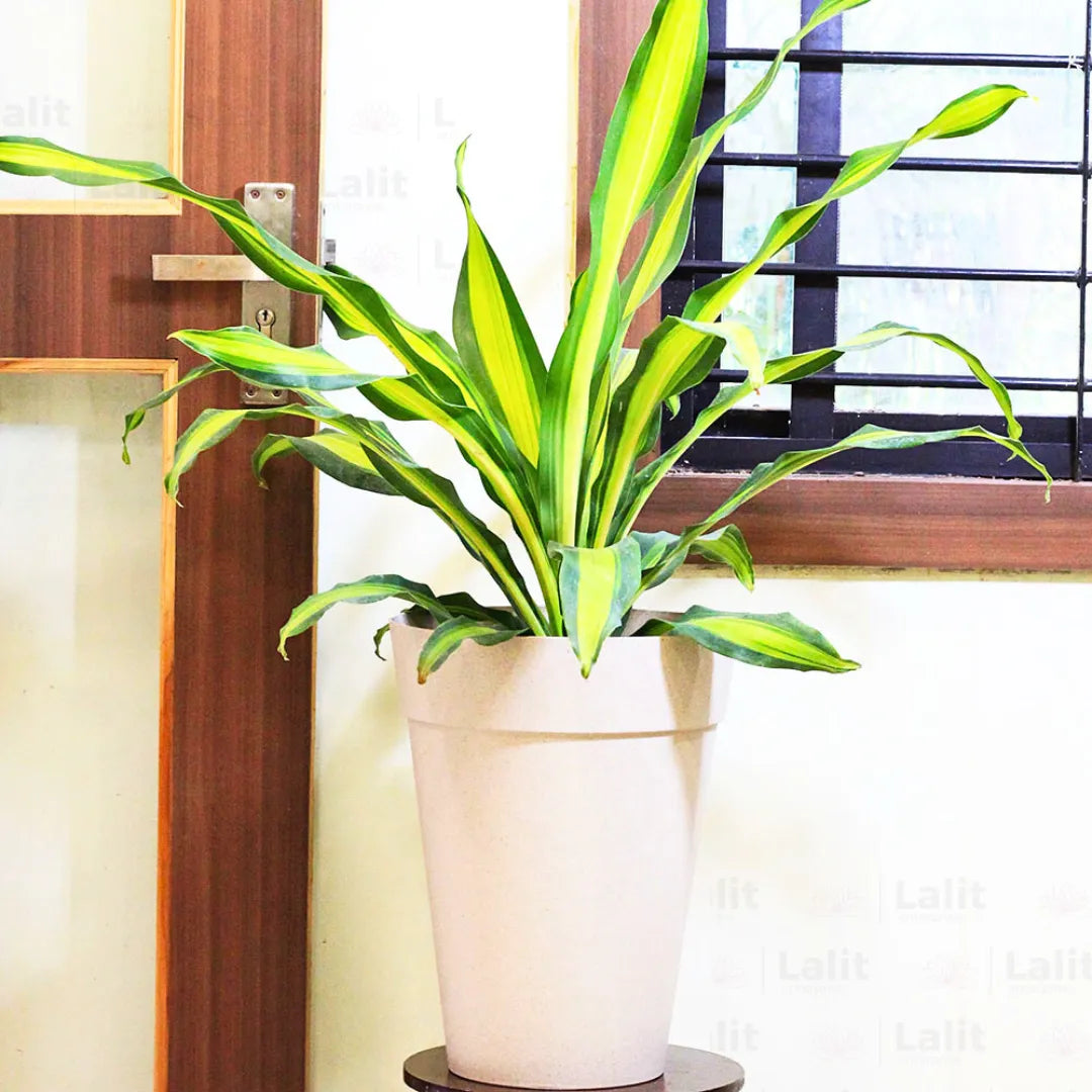 Buy Dracaena Dara Singh - Plant Online at Lalitenterprise