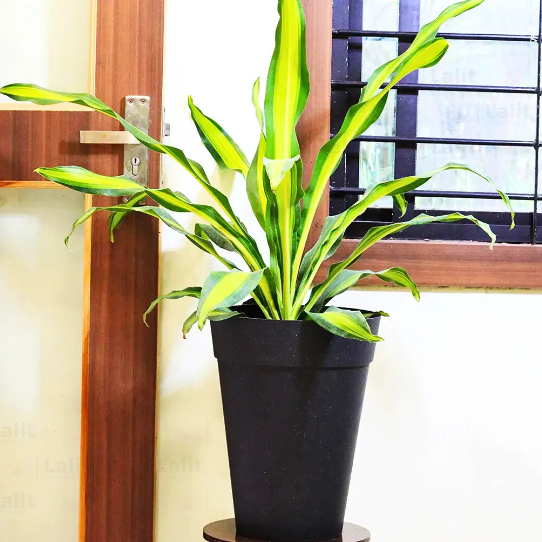 Buy Dracaena Dara Singh - Plant Online at Lalitenterprise