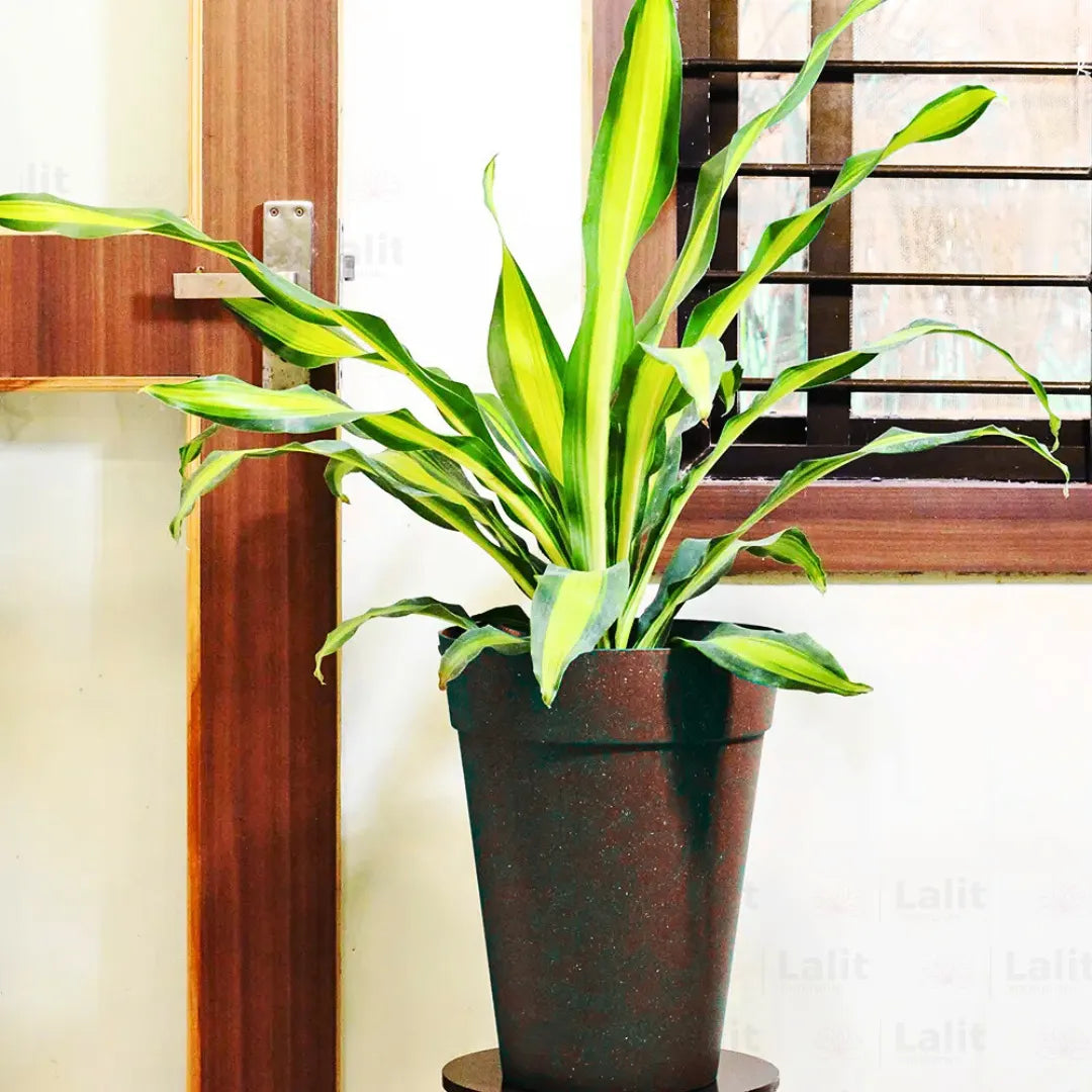 Buy Dracaena Dara Singh - Plant Online at Lalitenterprise