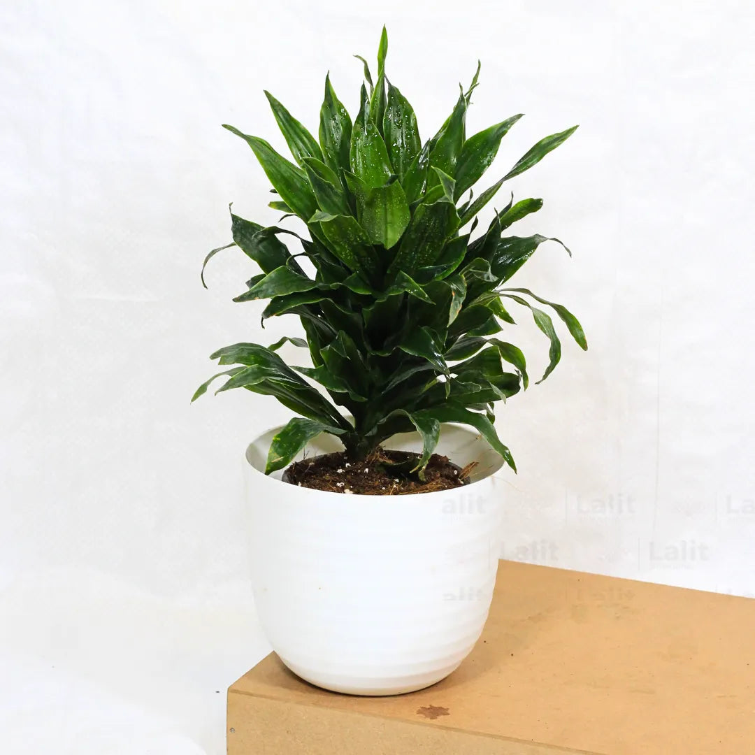 Buy Dracaena Compacta (Dracaena Deremensis) – Plant Online at Lalitenterprise