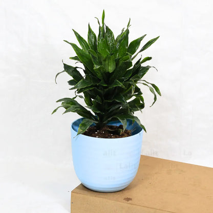 Buy Dracaena Compacta (Dracaena Deremensis) – Plant Online at Lalitenterprise