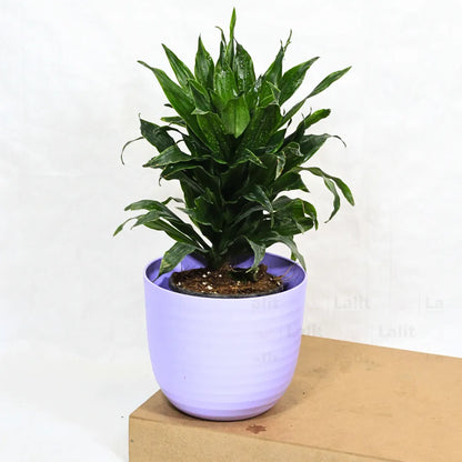 Buy Dracaena Compacta (Dracaena Deremensis) – Plant Online at Lalitenterprise