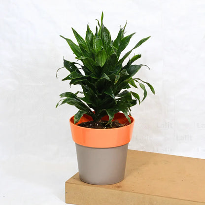 Buy Dracaena Compacta (Dracaena Deremensis) – Plant Online at Lalitenterprise