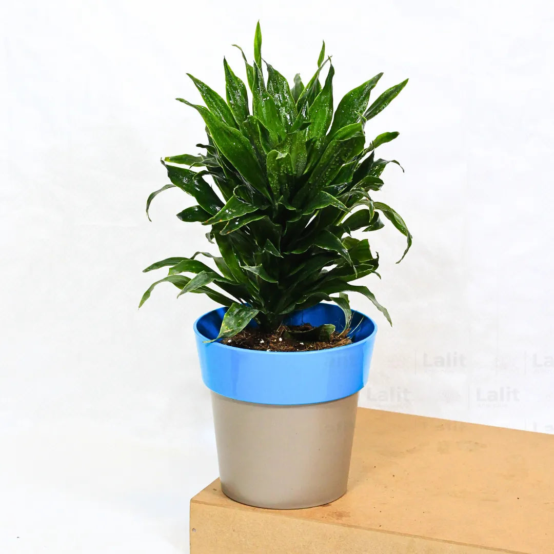 Buy Dracaena Compacta (Dracaena Deremensis) – Plant Online at Lalitenterprise