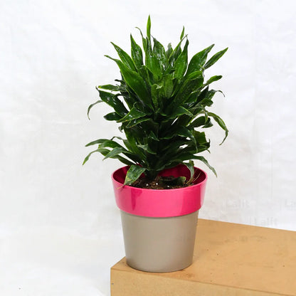 Buy Dracaena Compacta (Dracaena Deremensis) – Plant Online at Lalitenterprise