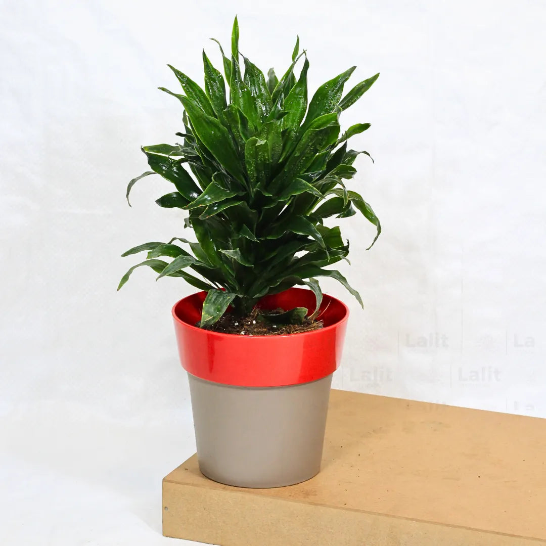 Buy Dracaena Compacta (Dracaena Deremensis) – Plant Online at Lalitenterprise