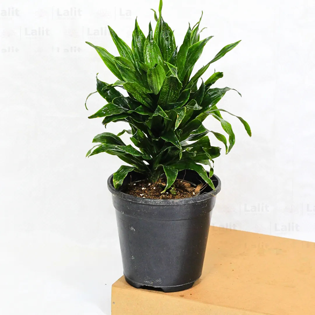 Buy Dracaena Compacta (Dracaena Deremensis) – Plant Online at Lalitenterprise