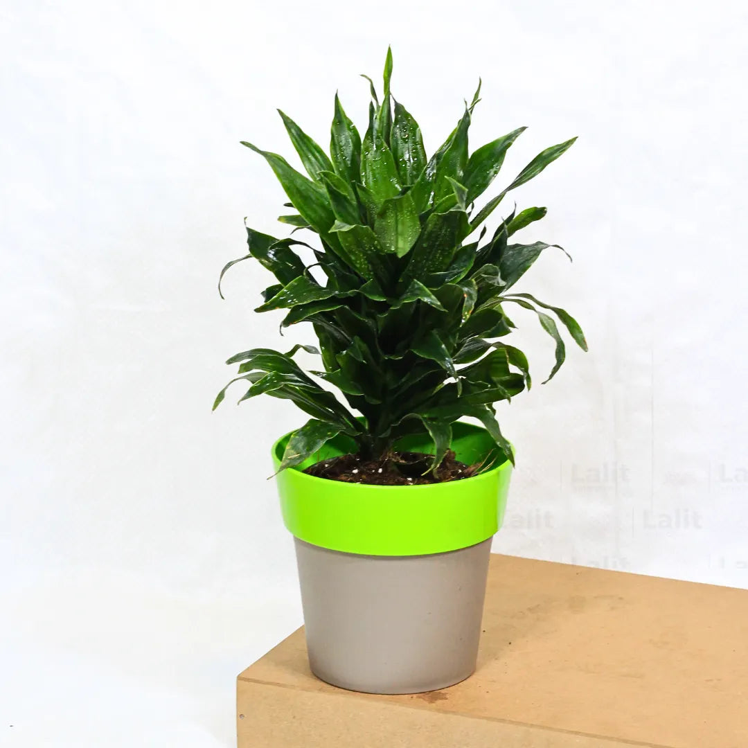 Buy Dracaena Compacta (Dracaena Deremensis) – Plant Online at Lalitenterprise