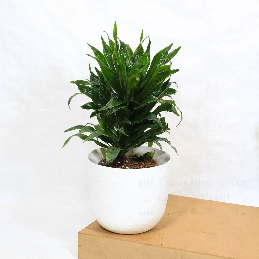 Buy Dracaena Compacta (Dracaena Deremensis) – Plant Online at Lalitenterprise