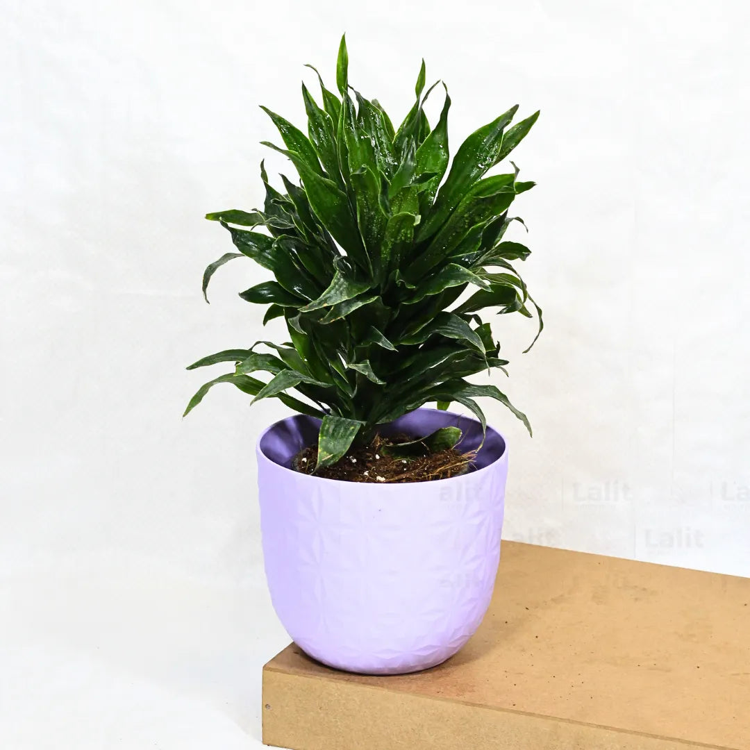 Buy Dracaena Compacta (Dracaena Deremensis) – Plant Online at Lalitenterprise