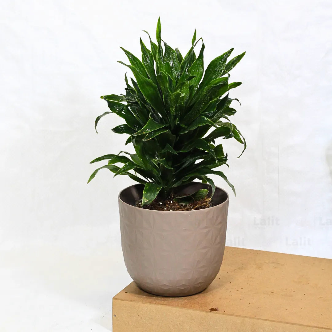 Buy Dracaena Compacta (Dracaena Deremensis) – Plant Online at Lalitenterprise