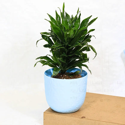 Buy Dracaena Compacta (Dracaena Deremensis) – Plant Online at Lalitenterprise